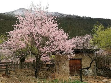 桃樹 風水|桃樹風水招財有技巧